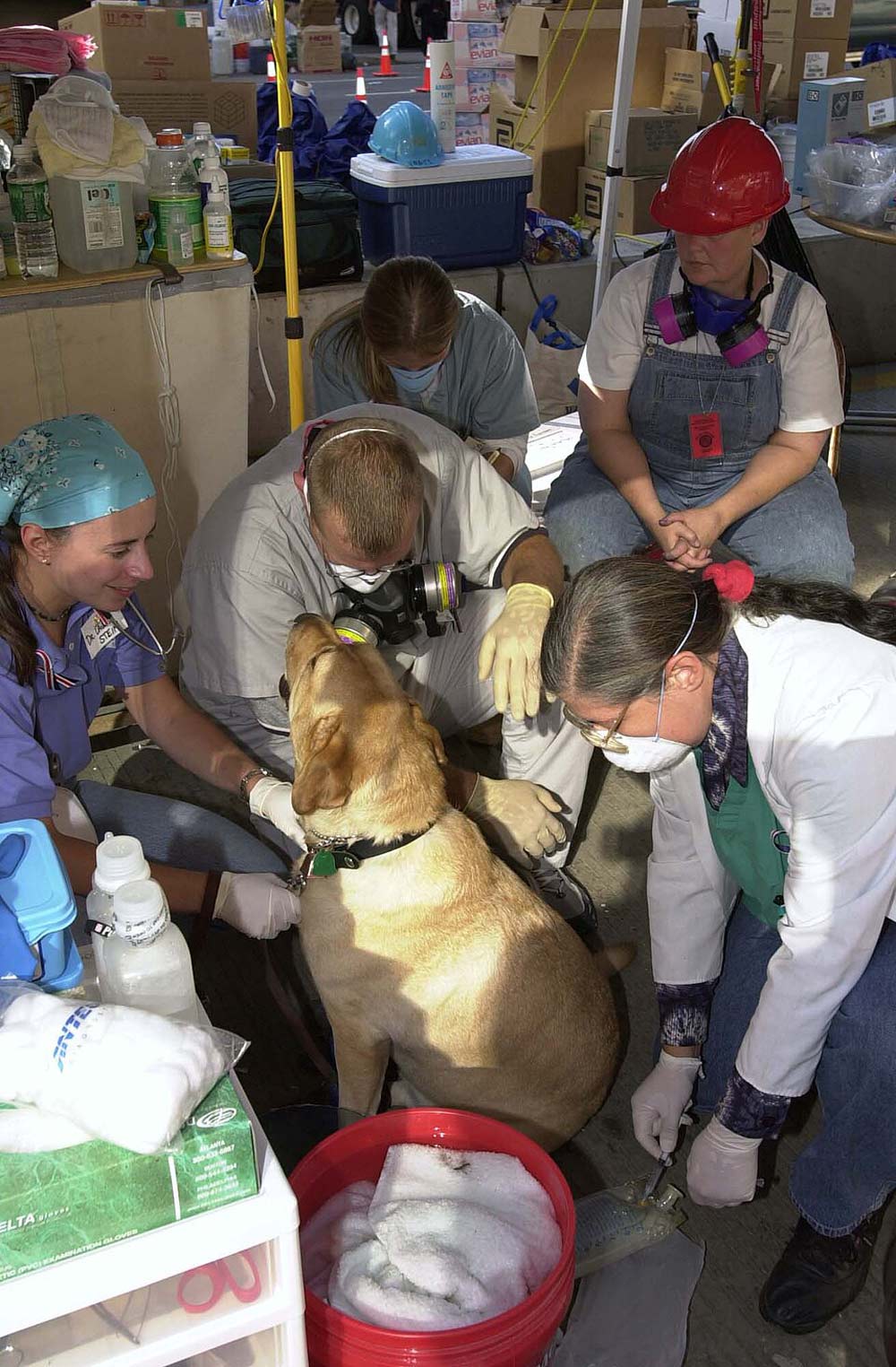 Perro de rescate recibiendo atención médica