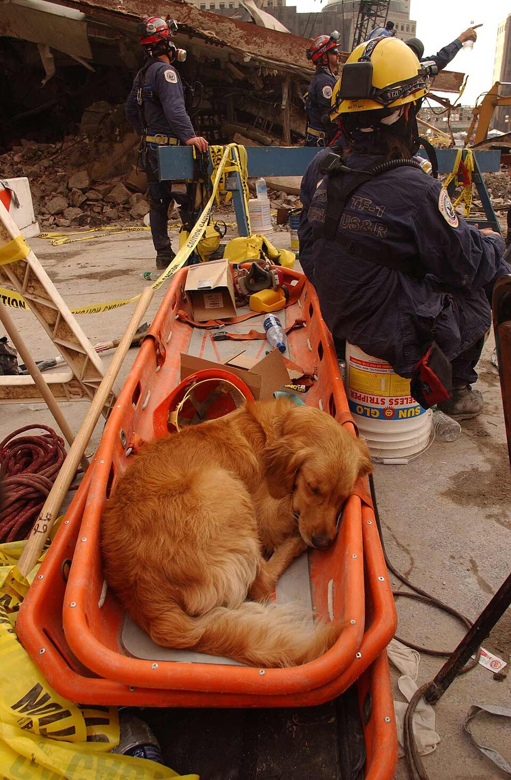 Perro de búsqueda descansando en camilla