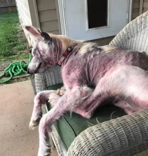 Perro dormido en una silla