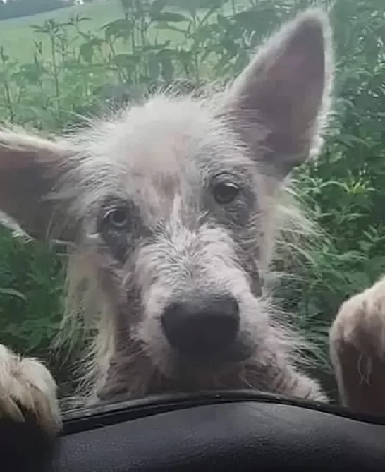 Perro subiendo a la puerta del coche