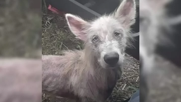 Perro hambriento frente a camionero
