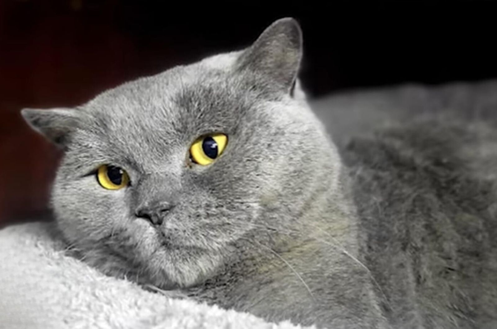 gato adorable