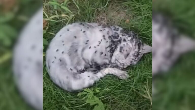 gato cubierto de moscas