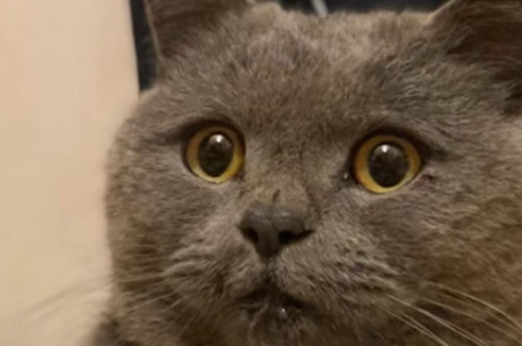 gato confundido