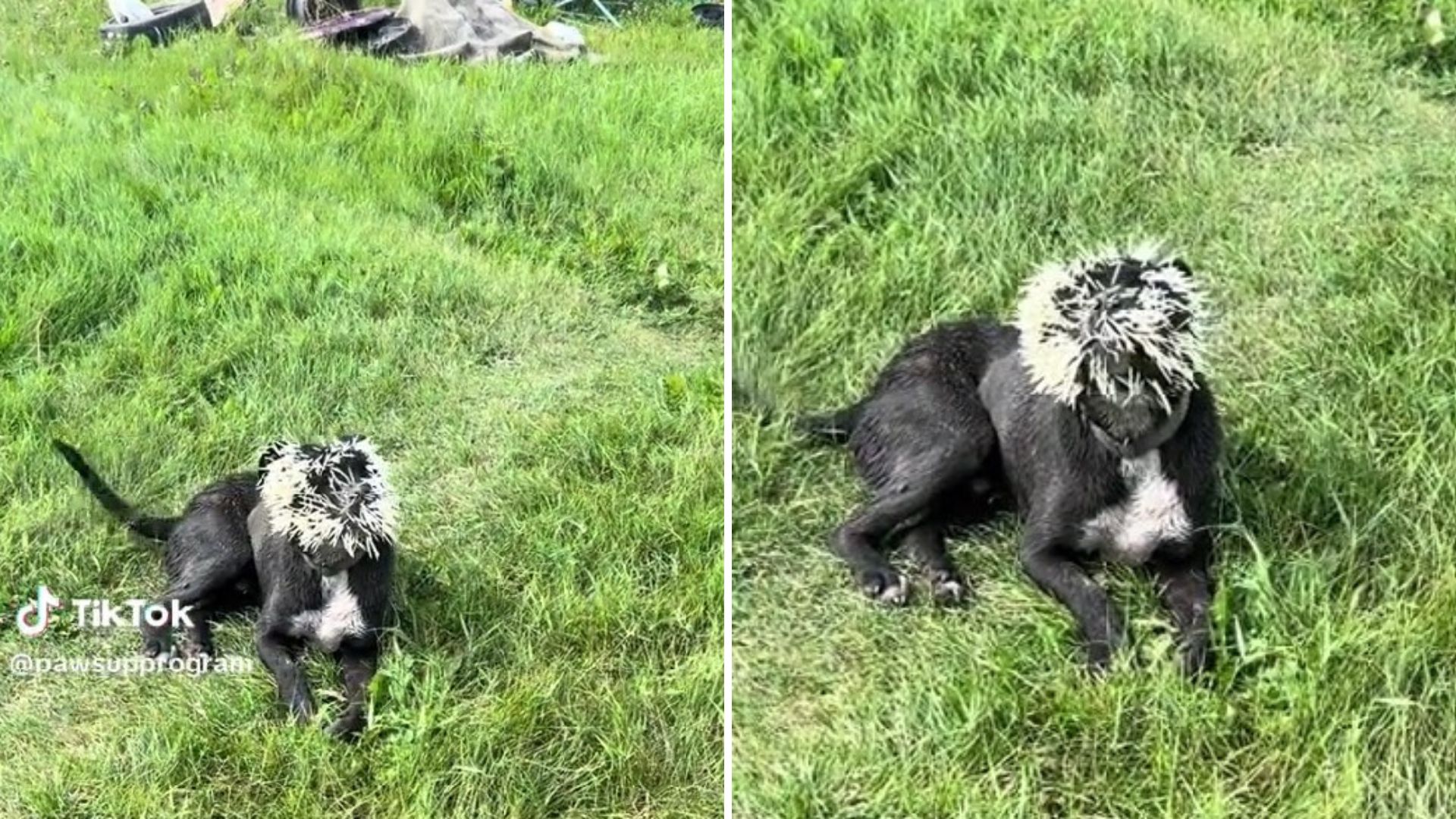 Perro cubierto de púas