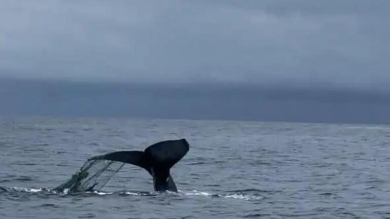 ballena en el mar