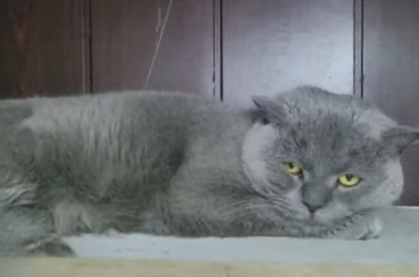gato descansando