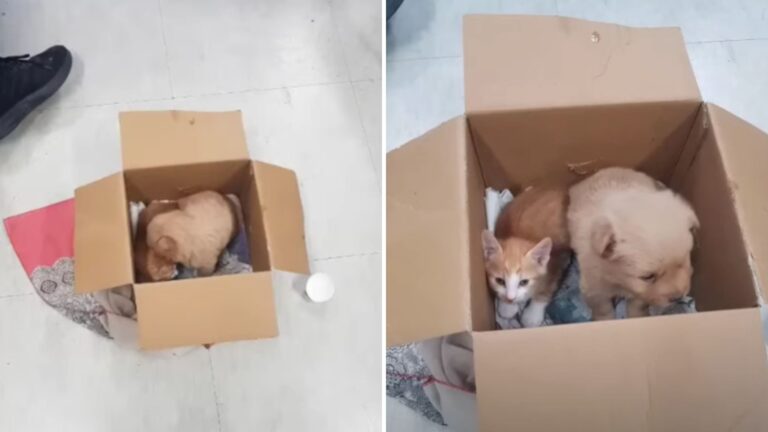 cachorro y gatito abandonados en caja
