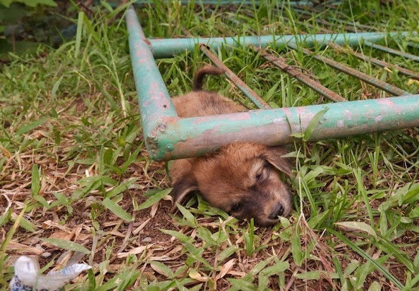 Cachorro atrapado bajo valla