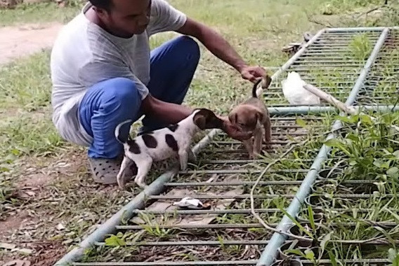 Cachorro tras el rescate