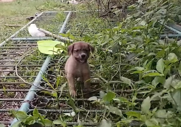 Cachorros en casa