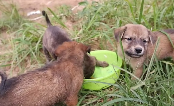 Nuevo hogar para el cachorro