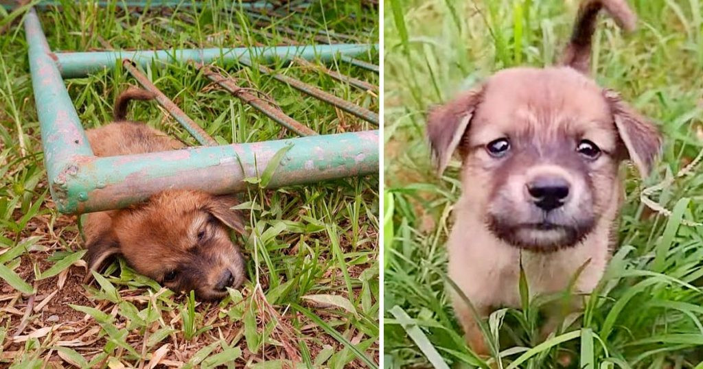 Cachorro rescatado