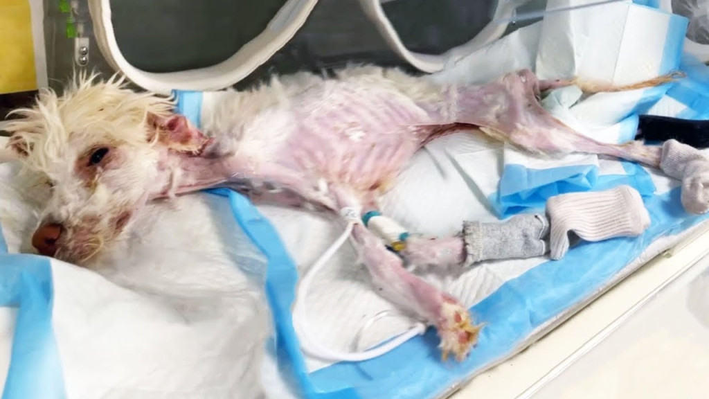 Perro herido