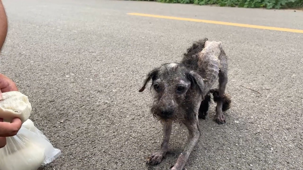 Perro callejero pidiendo comida