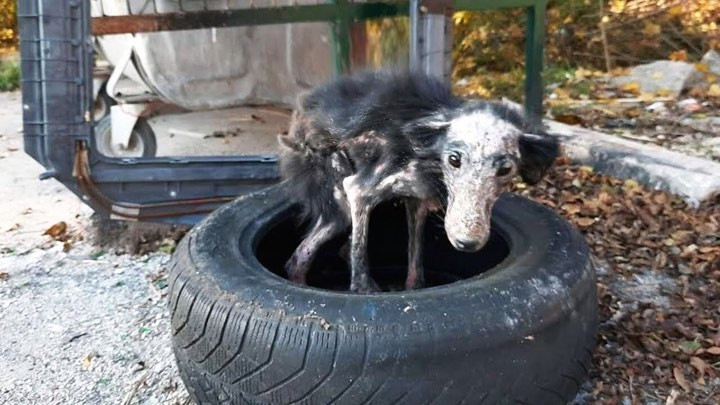 Nevi antes del rescate