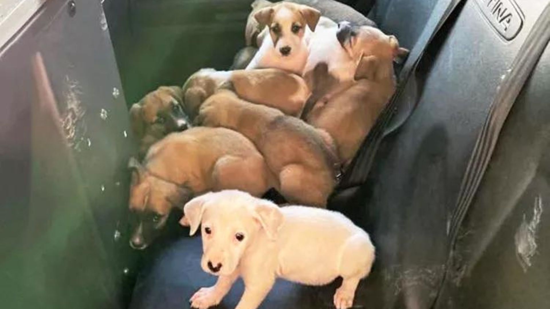 13 cachorros en el coche policial