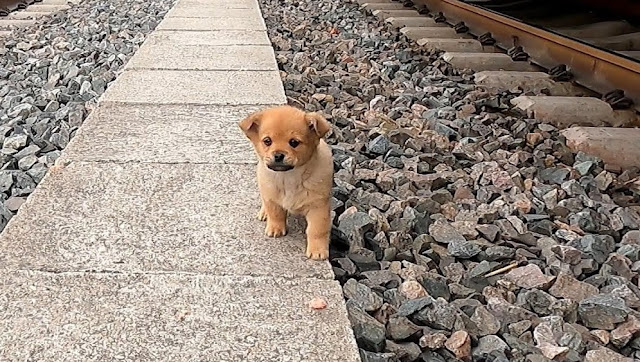 Mano extendida hacia el cachorro
