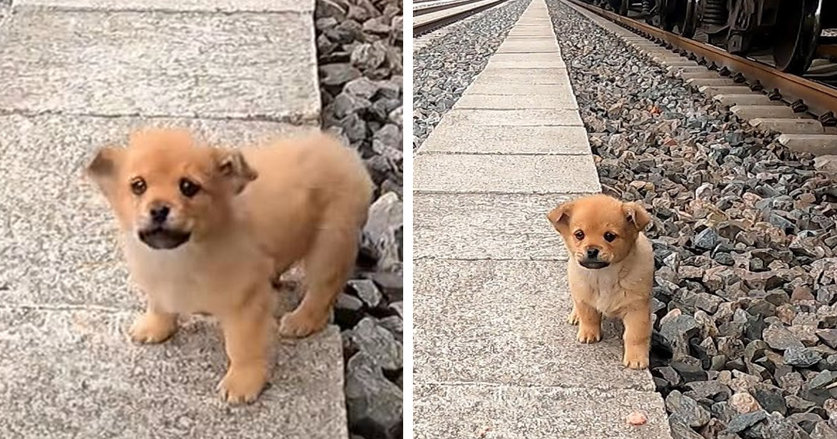 Cachorro temblando junto a las vías