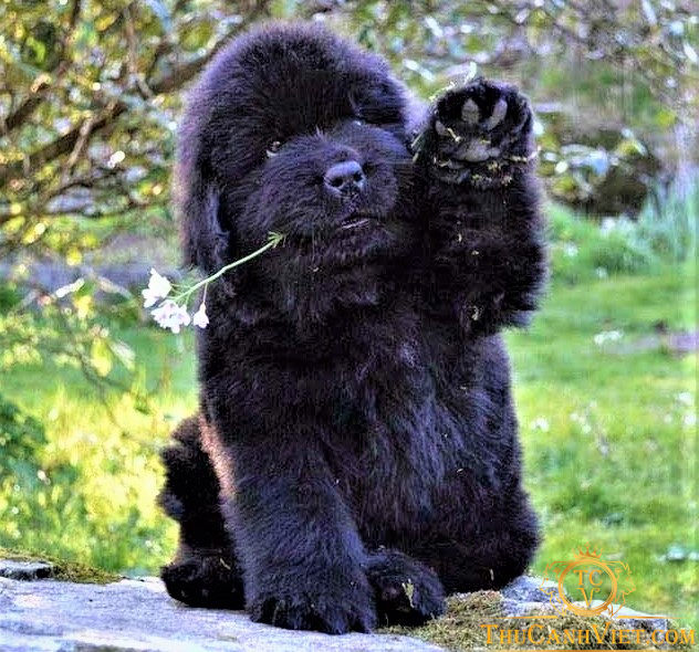 Perro negro