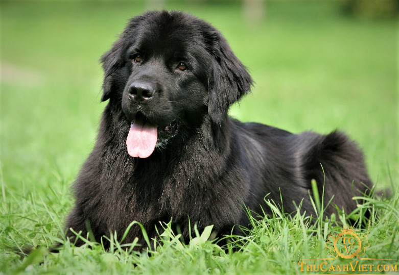 Perro newfoundland