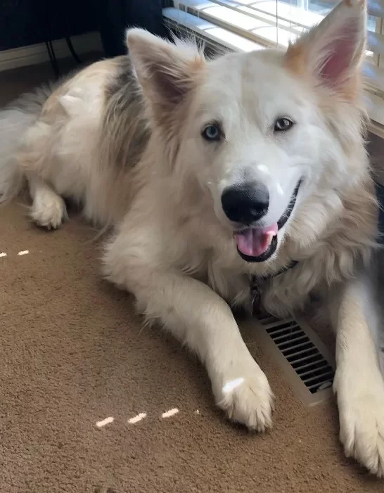 Perro sonriente en casa