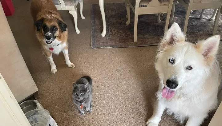 Dos perros y una gata juntos