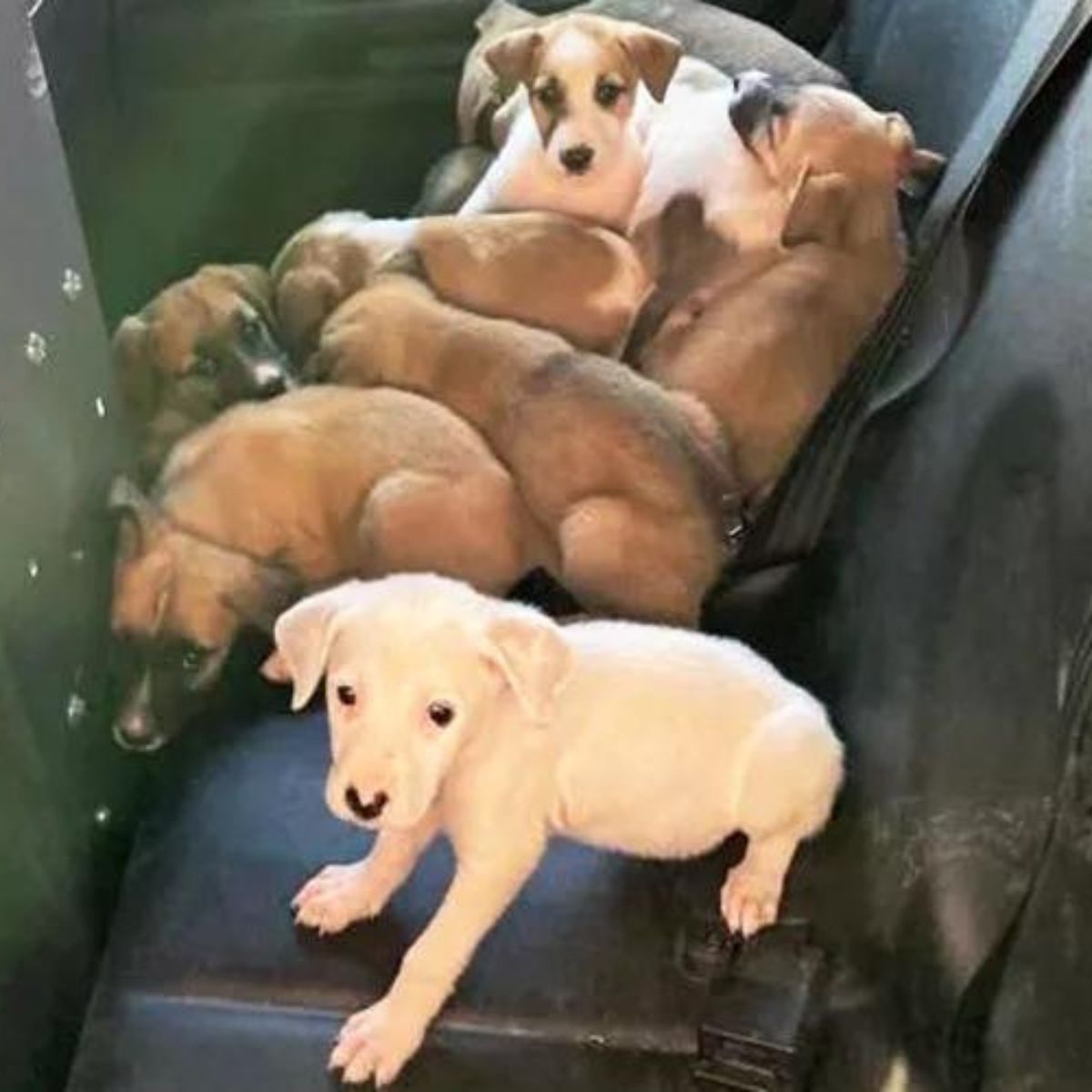 cachorros sobre el asiento