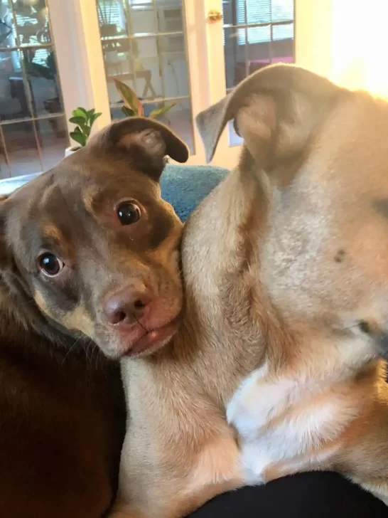 Kona y Mako explorando juntos