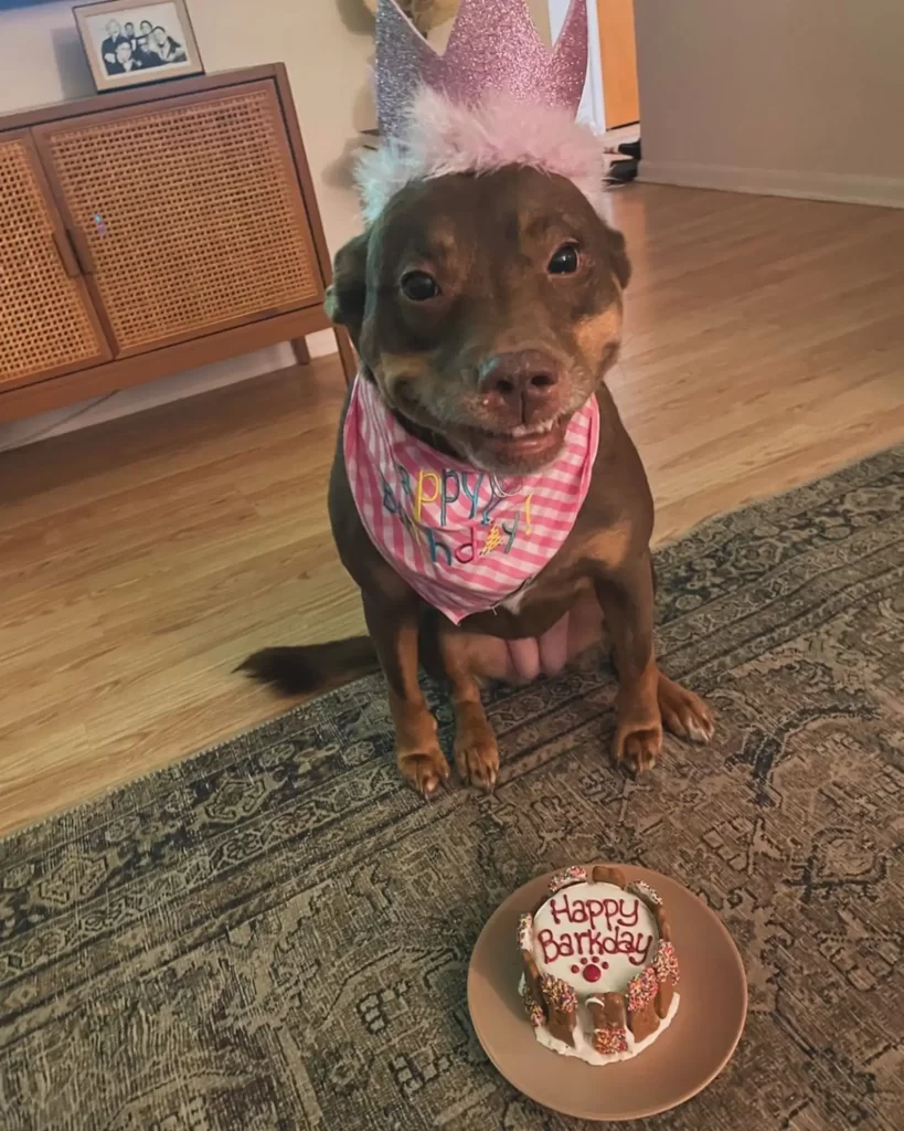 Kona con su tiara de cumpleaños
