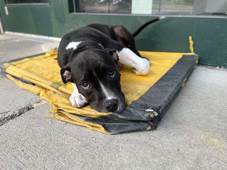 perro abandonado