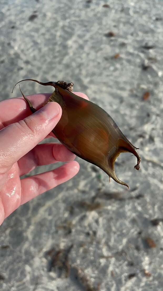 mermaid's purse