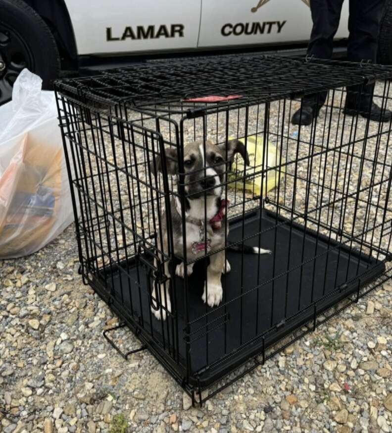 dog in crate 