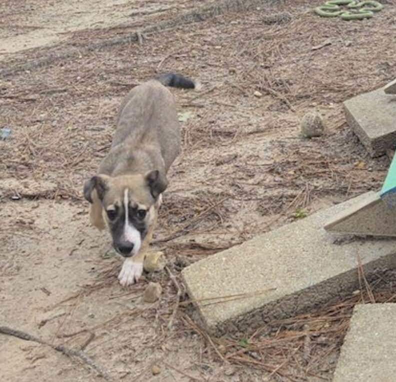 brown puppy 