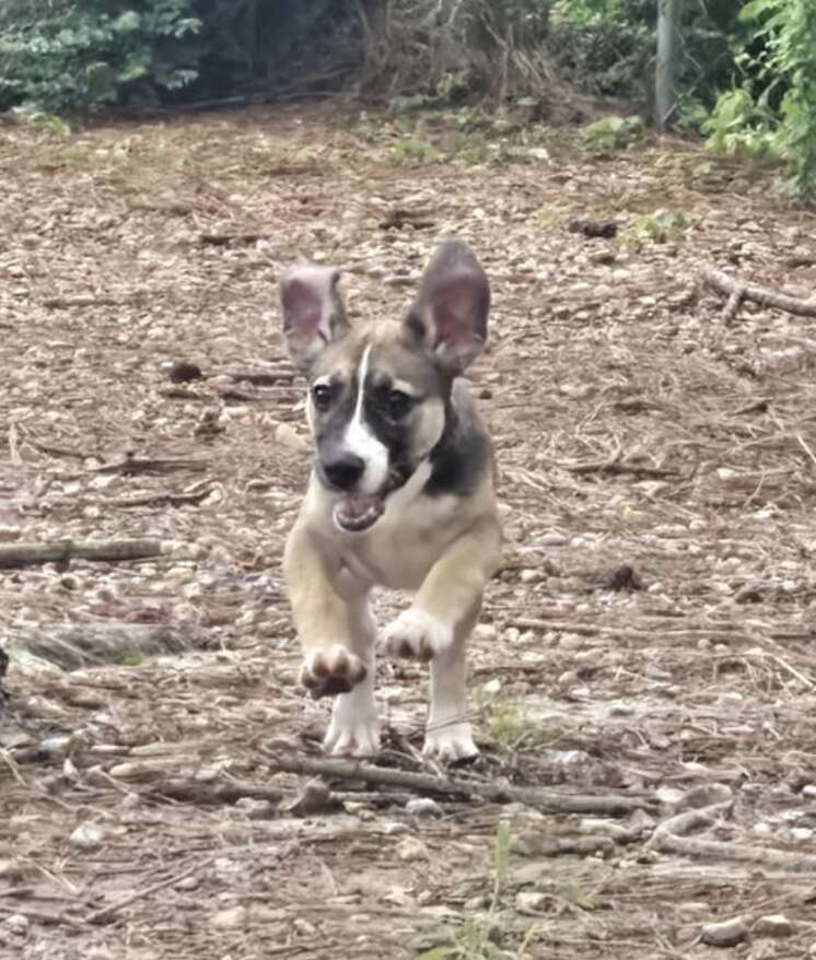 dog running 