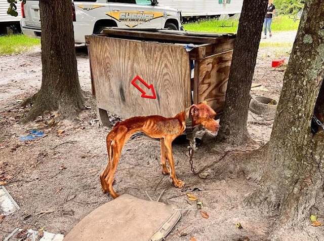 Perro maltratado