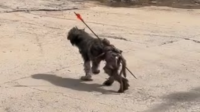 Perro buscando comida en la basura
