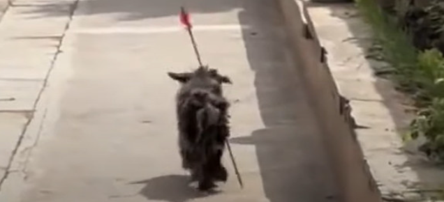 Llegada a la clínica veterinaria