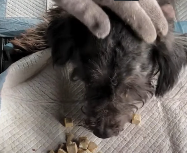 Perro recuperado y cuidado
