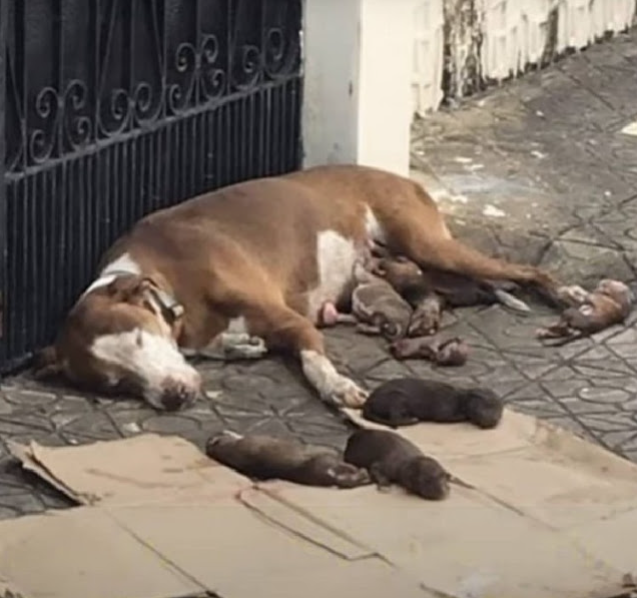 Perrita en la calle