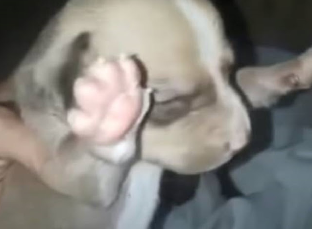 Visita al veterinario