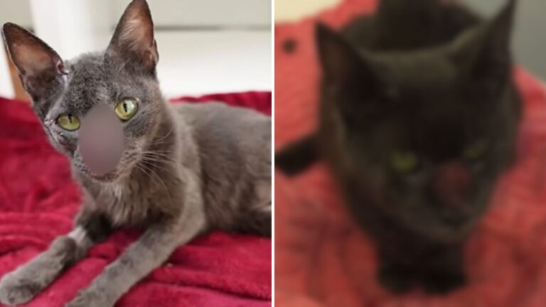 gato herido pide ayuda