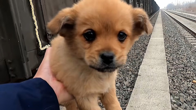 Cachorro buscando granos cerca del tren