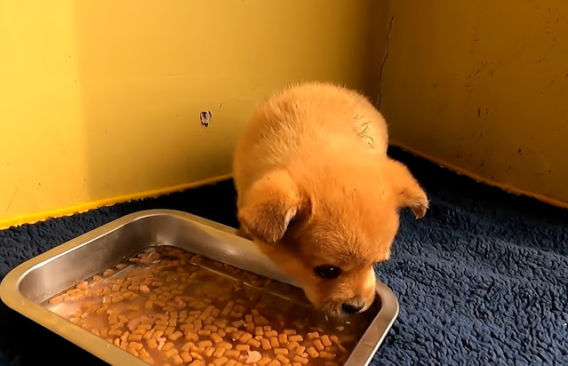Cachorro observando al rescatista