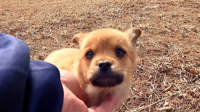 Cachorro a salvo después del rescate