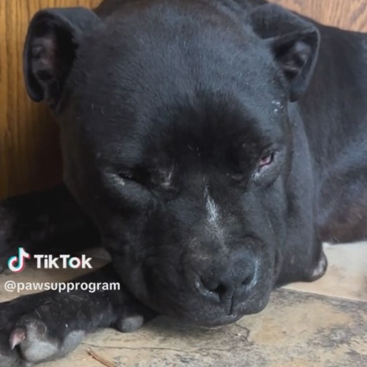 Perro negro dulce