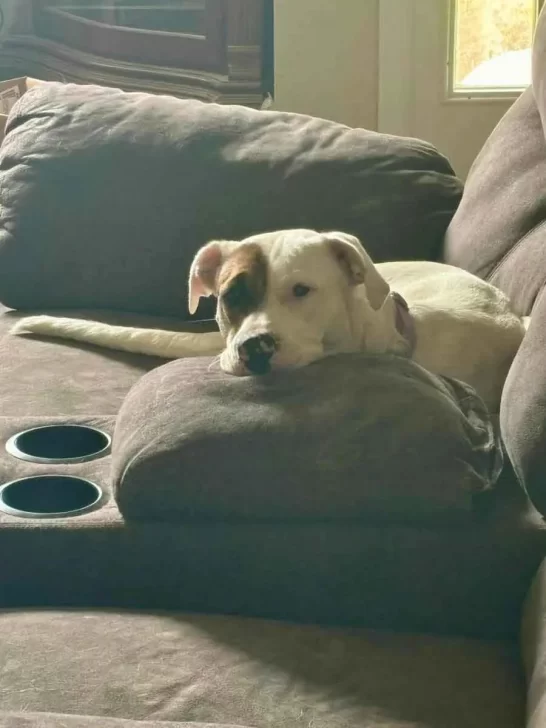 Perra descansando en almohada