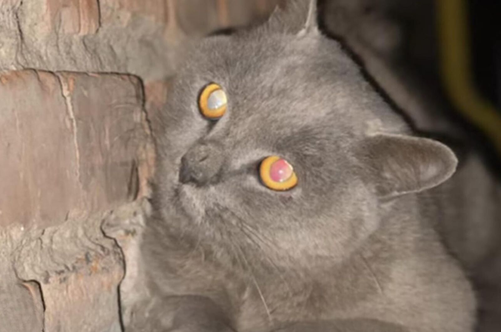 gato aterrado