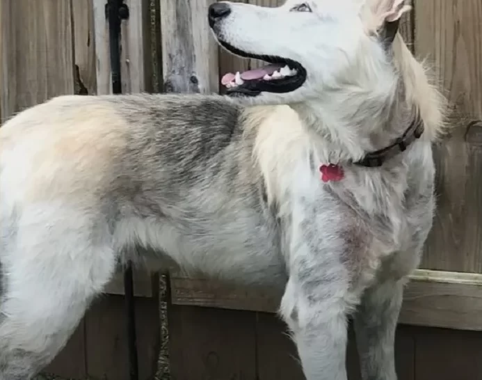 Perro recuperado mirando a su alrededor