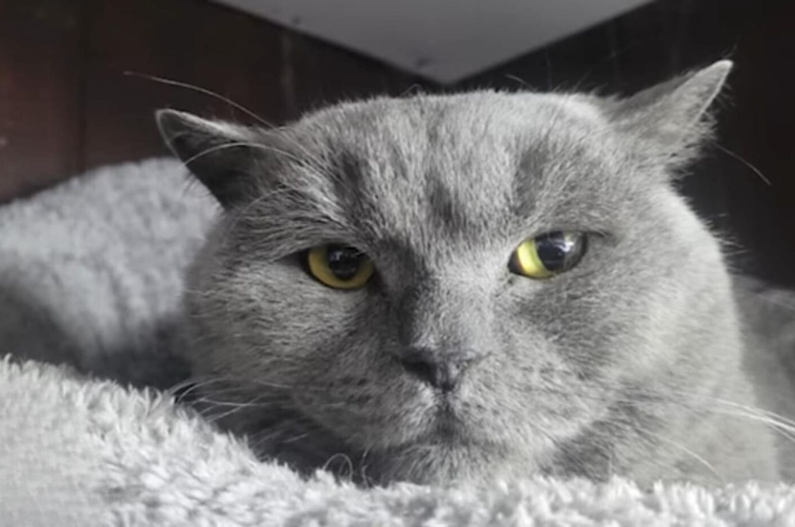 gato muy dulce